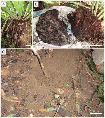 Suspended soils enrich local forest floor soils during the rainy season in a tropical monsoon rainforest of Hainan Island, South China